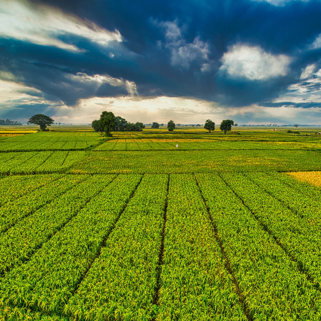 Plantation Field